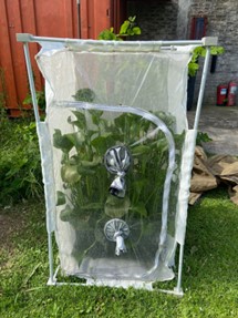 Cage containing dense stands of waterhyacinth in nutrient-rich water where adult flies are released for mating and oviposition.